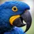 @blue@quietplace.xyz
